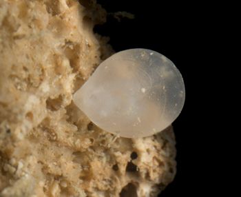 Media type: image;   Invertebrate Zoology 60885 Description: Digital photograph of specimen in life.;